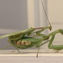 낭만수컷 이미지