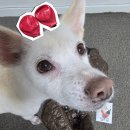 이츠펫 본점 이미지