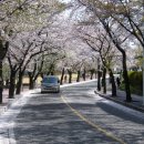대구시, 도심에서 쉽게 갈 수 있는 벚꽃 길 등‘봄내음길 32곳’소개 이미지
