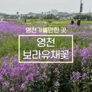 영천장 | 영천가볼만한 곳! 영천 장날 구경 하고 보라유채꽃까지