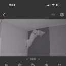 파자마독 이미지