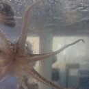 꽃지아라 이미지