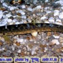 어류도감 이미지