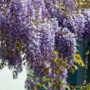 등나무집 이미지