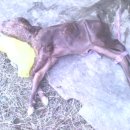 영생동물병원 이미지