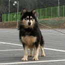 밀목애견 이미지