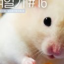 슈가디깅 네이버블로그