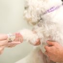 오뜨동물의료센터 이미지