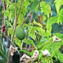 하늘타리 이미지