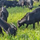 완도약산흑염소 이미지