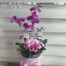 청주꽃배달 OK식물원 퀵배달가격
