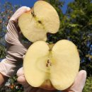 경북깐마늘 이미지