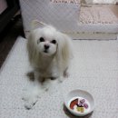 냠냠펫푸드 네이버블로그
