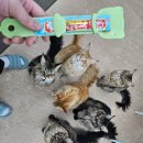 쿤이네 간식 이미지