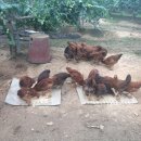 형근농장 이미지