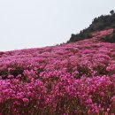 꽃피는, 삼천리금수강산/ 황지우 이미지