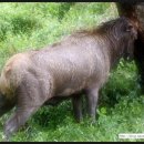 사슴목장 이미지