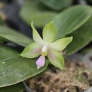 phalanopsis bellina var.alba 'Fire'× sib 팔레높시스 벨리나 바.알바 '파이어' 이미지