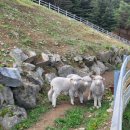 영소목장 이미지