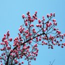 고목나무 이미지