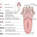 혀로 보는 내 몸의 건강 상태 이미지