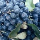 상록수농장 이미지