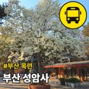 평화교통(주) | 부산 성암사 목련 실시간 만개 꽃구경 무료 커피 대중교통 가는법