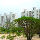 소나무정원 이미지