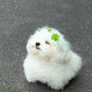 TEAM 1st SHOW ROOM | 호주간호사 시드니 멜번 사립병원 마취과 오프쇼어 면접 합격✌️ 골라골라 인터뷰중독