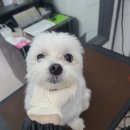 러블리 멍멍이 이미지