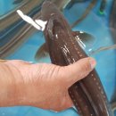 바다장어 이미지