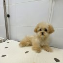 부산강아지분양 퍼피룸 이미지