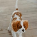 계양SKY동물메디컬센터 이미지