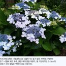 ◆(꽃과글)변하기 쉬운 마음 - 산수국 이미지