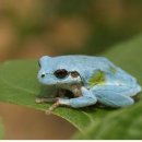 황금개구리 이미지