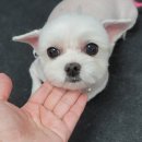 더 펫 애견샵 이미지