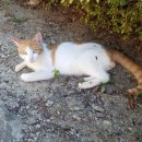 오룡 동물병원 이미지