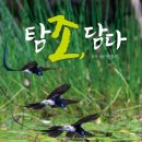 탐조