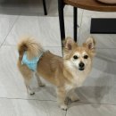 (주)D&A | [마담아네뜨 풀빌라] 포항 숙소실내자쿠지 애견동반 D타입 솔직후기