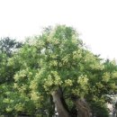 고중유락, 낙중유고(苦中有樂, 樂中有苦 ) 이미지