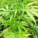 동해-단속-50 이미지