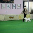 메모리펫살롱 이미지