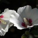 동아2차아파트경로당 이미지