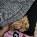 호두 펫푸드 이미지