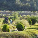 양택공설묘지 이미지