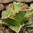 크렙