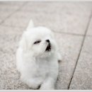 광주강아지분양 펫블리 애견 샵 이미지