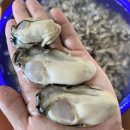 석화디자인 | 생글생굴 통영 생굴 1kg 하프셀 석화 각굴 냉동굴 후기 - 가격 대비 만족도 분석