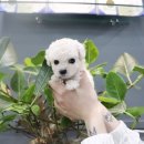 느낌있개 이미지