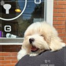 부산강아지분양 유독 | 부산강아지분양 신중한 선택 끝에 만난 가족! 부산강아지분양 유독 후기